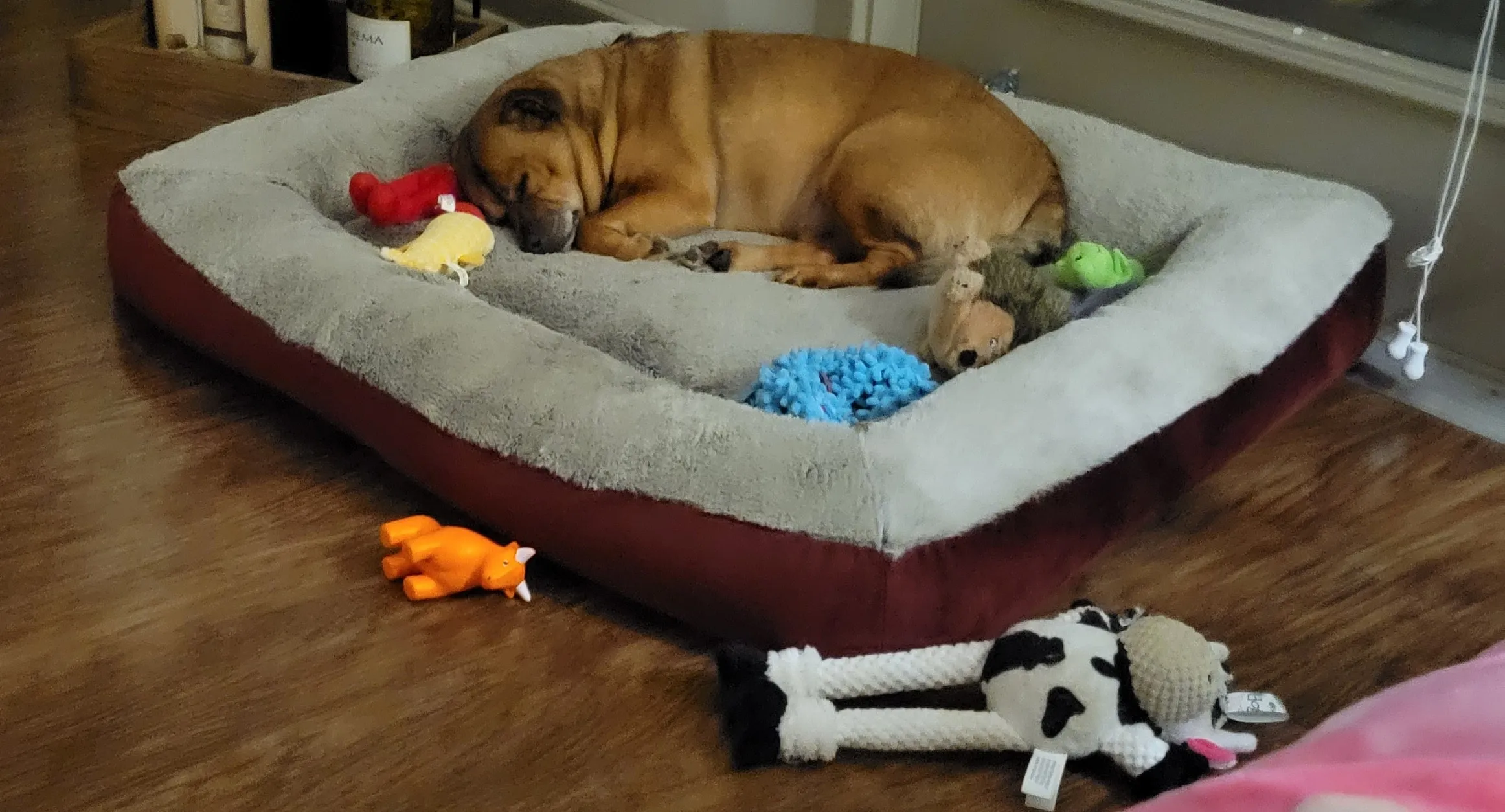 Chief, a senior dog, curled up asleep in his cushioned bed surrounded by his toys.