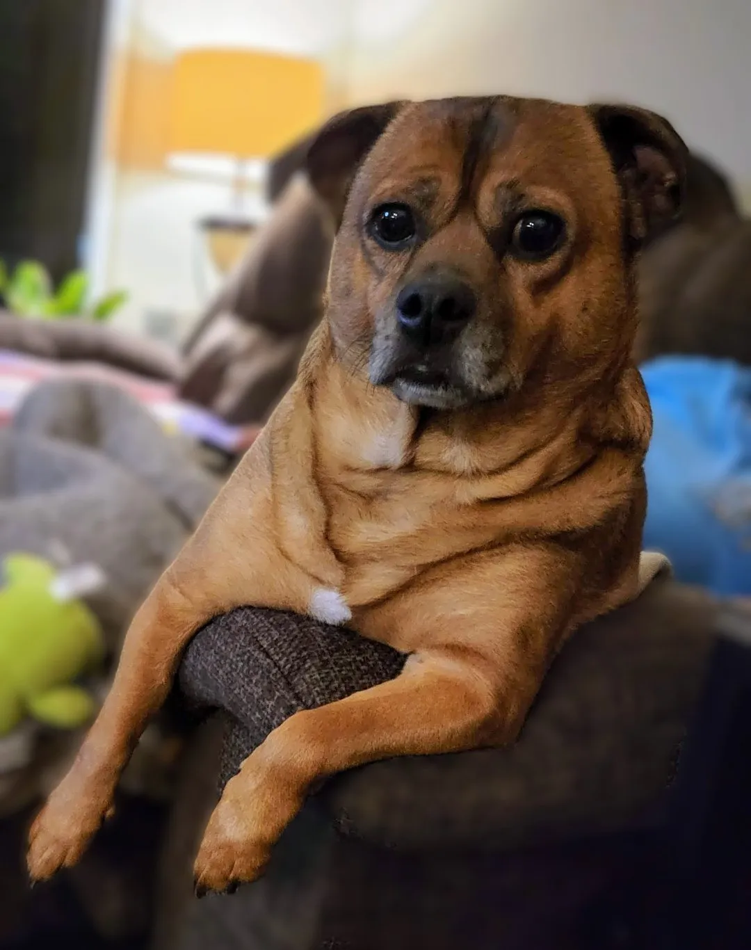 Chief, a senior Mountain Cur–Pekingese mix, resting on the couch with his paws crossed.