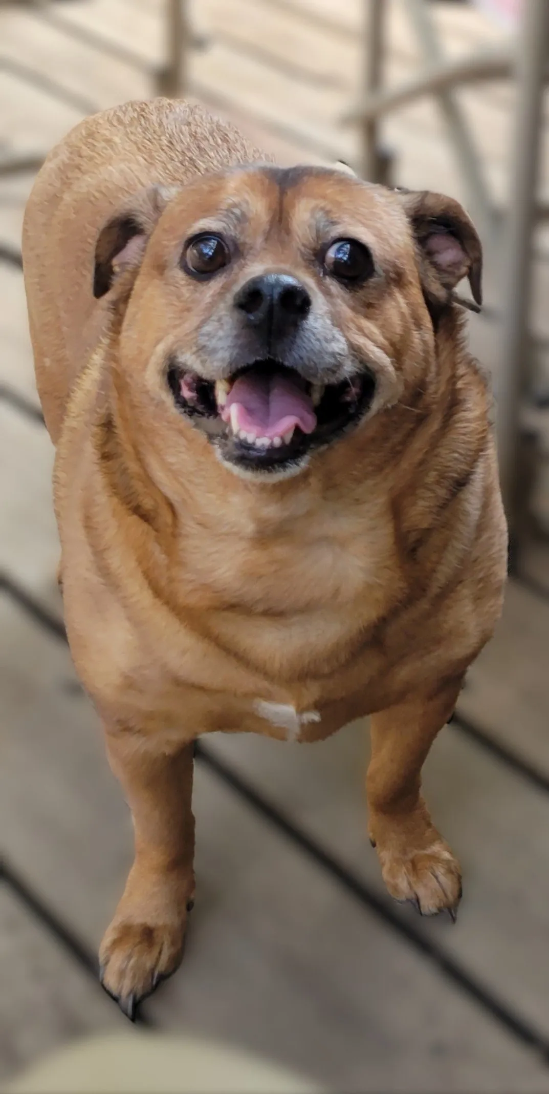 Chief, my 13-year-old senior dog, standing on the deck