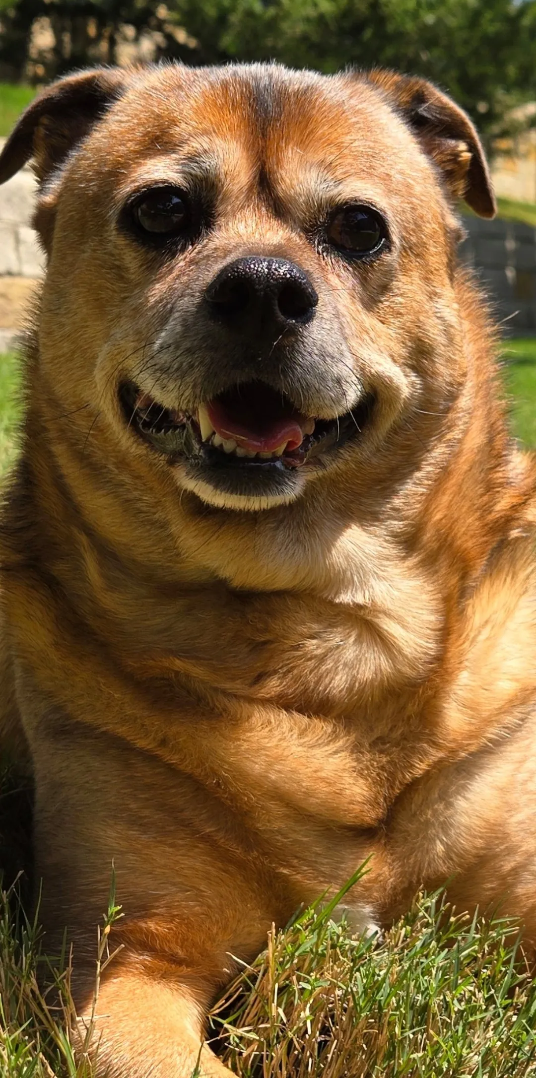 Chief, a senior brown dog, lying contentedly in sunny grass.