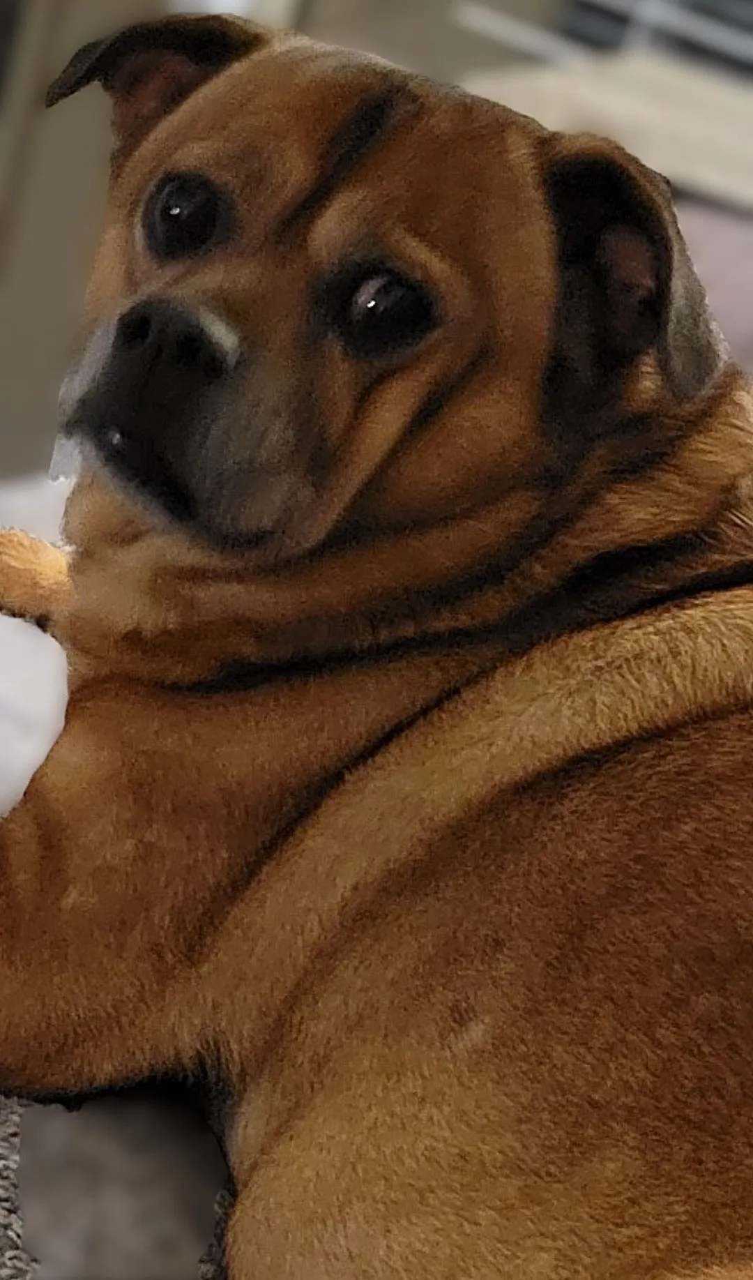 Chief, a senior dog, glancing back over his shoulder while resting.