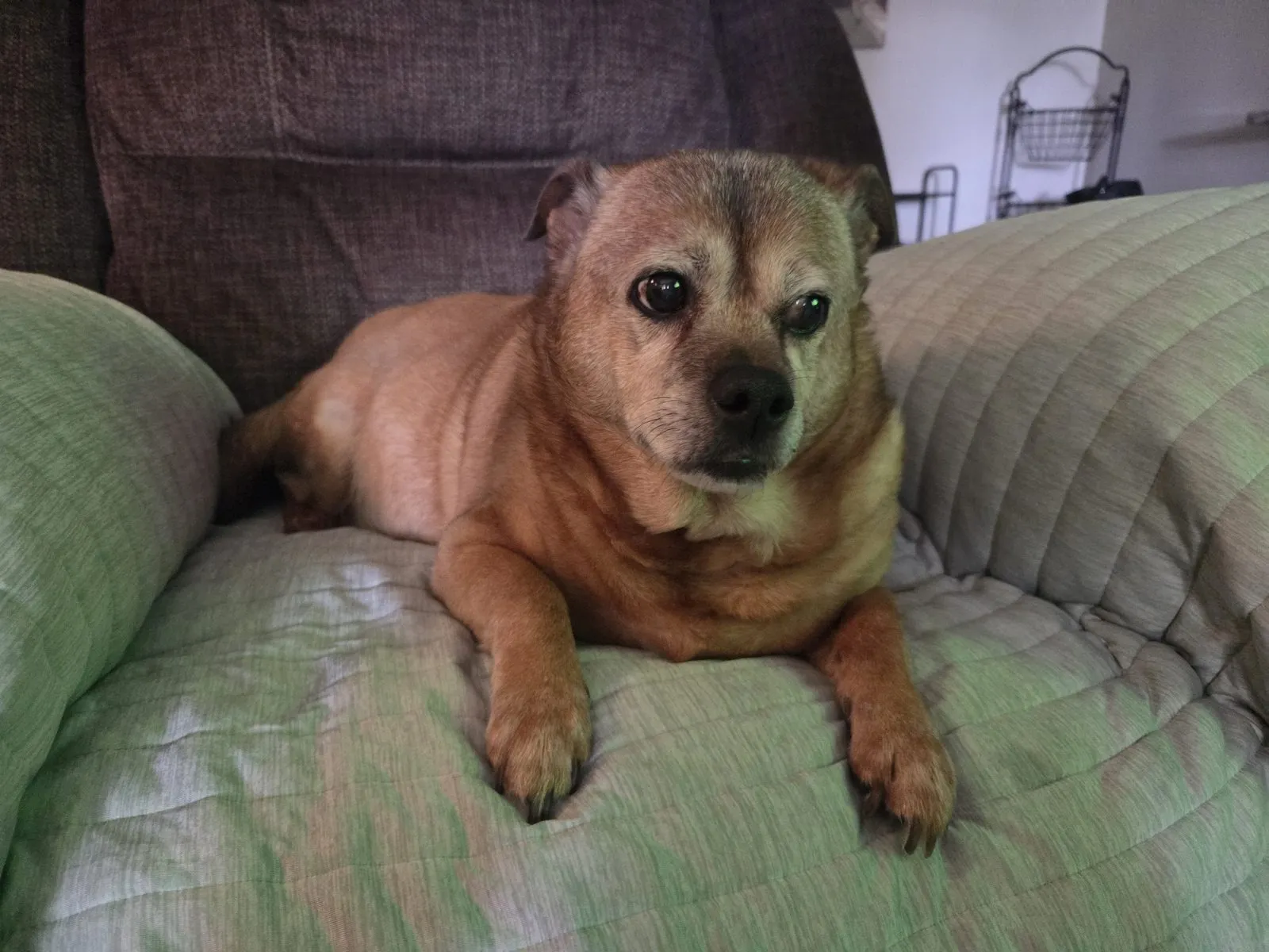 Chief, my 13-year-old senior dog, resting